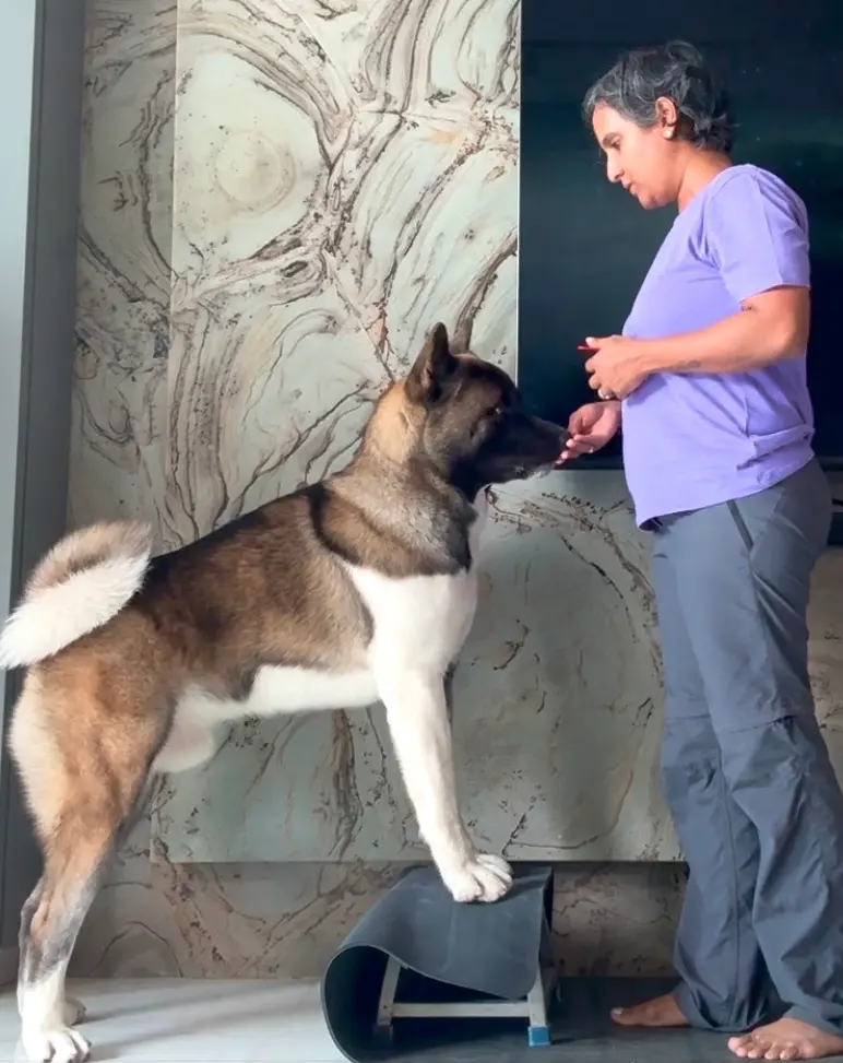 Dog Aggression Training