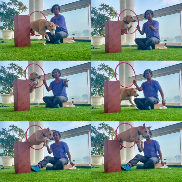 Dog Agility & Trick Training