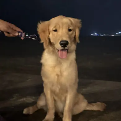 Sonali - Puppy Training Client